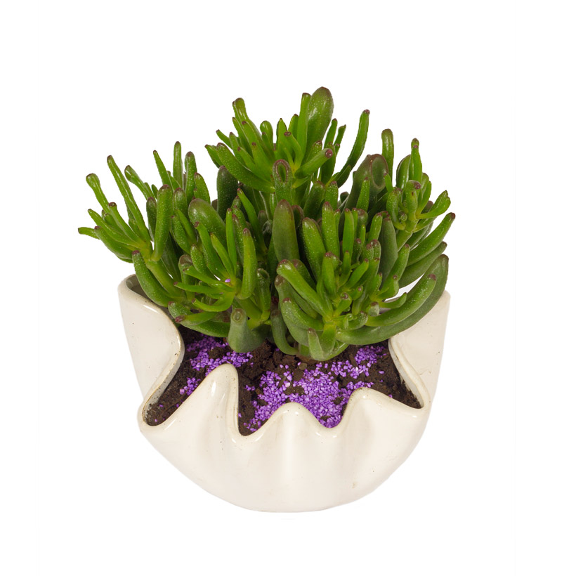 Flowershop Meli
