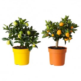 citrus-potted-plant__0212619_PE366704_S5