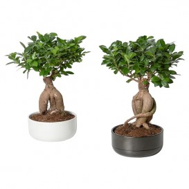 ficus-microcarpa-ginseng-potted-plant-with-pot-bonsai-assorted-colours__0804137_PE769078_S5