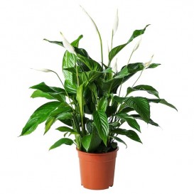 spathiphyllum-potted-plant-peace-lily_