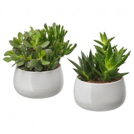 succulent-potted-plant-with-pot__0654011_PE708241_S5