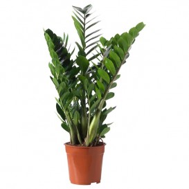 zamioculcas-potted-plant__0364400_PE547594_S5